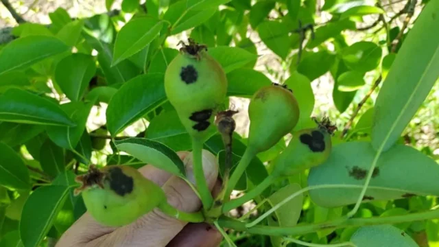 Primavera húmeda: alertan sobre el riesgo de enfermedades fúngicas en frutales de pepita