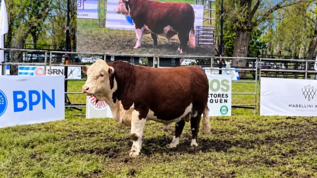 Expo Bovinos 2026 en Junín de los Andes: un Hereford se vendió por US.000 y la invernada marcó precios