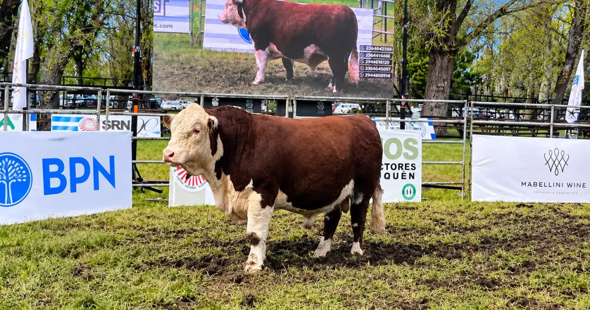 Expo Bovinos 2026 en Junín de los Andes: un Hereford se vendió por US.000 y la invernada marcó precios