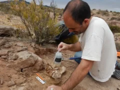 Un hallazgo paleontológico revela la diversidad de los dinosaurios carnívoros del norte neuquino