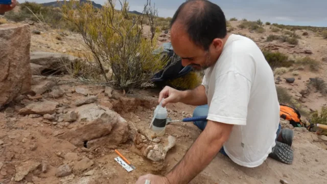 Un hallazgo paleontológico revela la diversidad de los dinosaurios carnívoros del norte neuquino