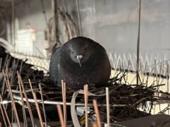 Por qué la prohibición de alimentar palomas en las ciudades genera un riesgo que preocupa a los expertos
