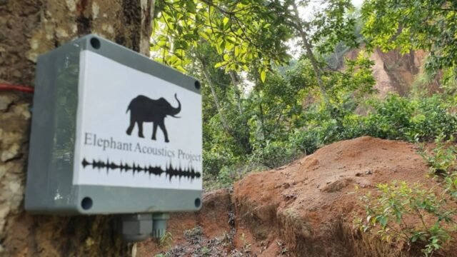 Comunicarse con los elefantes ya es posible: usan ChatGPT para mandar por WhatsApp alertas a humanos