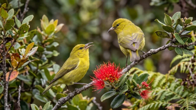 El secreto que esconde el ADN de un pájaro hawaiano frente a un mal que llegó hace más de un siglo