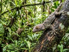 El secreto que guarda la piel del gecko y podría revelar nuevas formas de conservar agua en climas extremos
