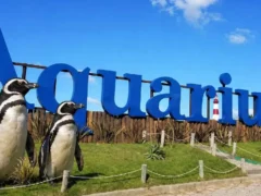 El Aquarium de Mar del Plata vendió sus últimos cuatro pingüinos por u$s40.000 y entregará el predio en noviembre