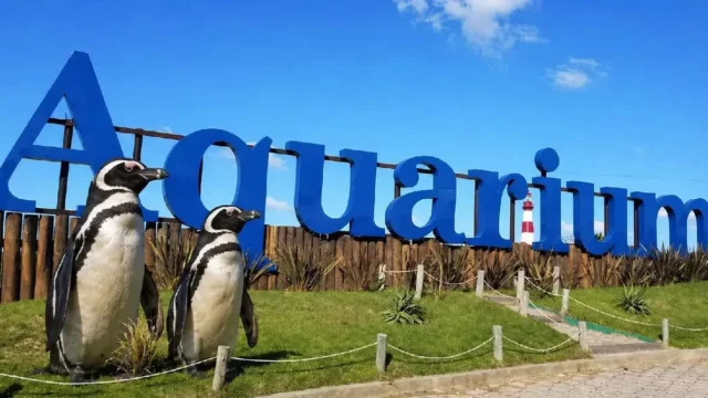 El Aquarium de Mar del Plata vendió sus últimos cuatro pingüinos por u$s40.000 y entregará el predio en noviembre