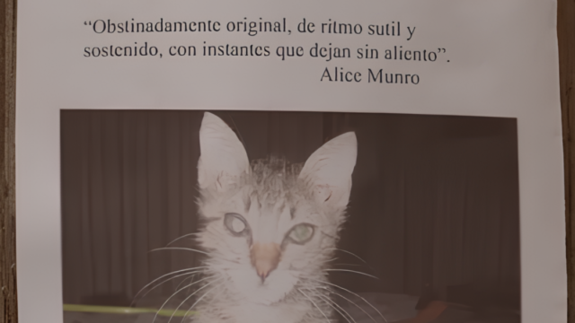 «El gato perdido»: el deslumbrante libro de Mary Gaitskill sobre el amor, la culpa y las ausencias