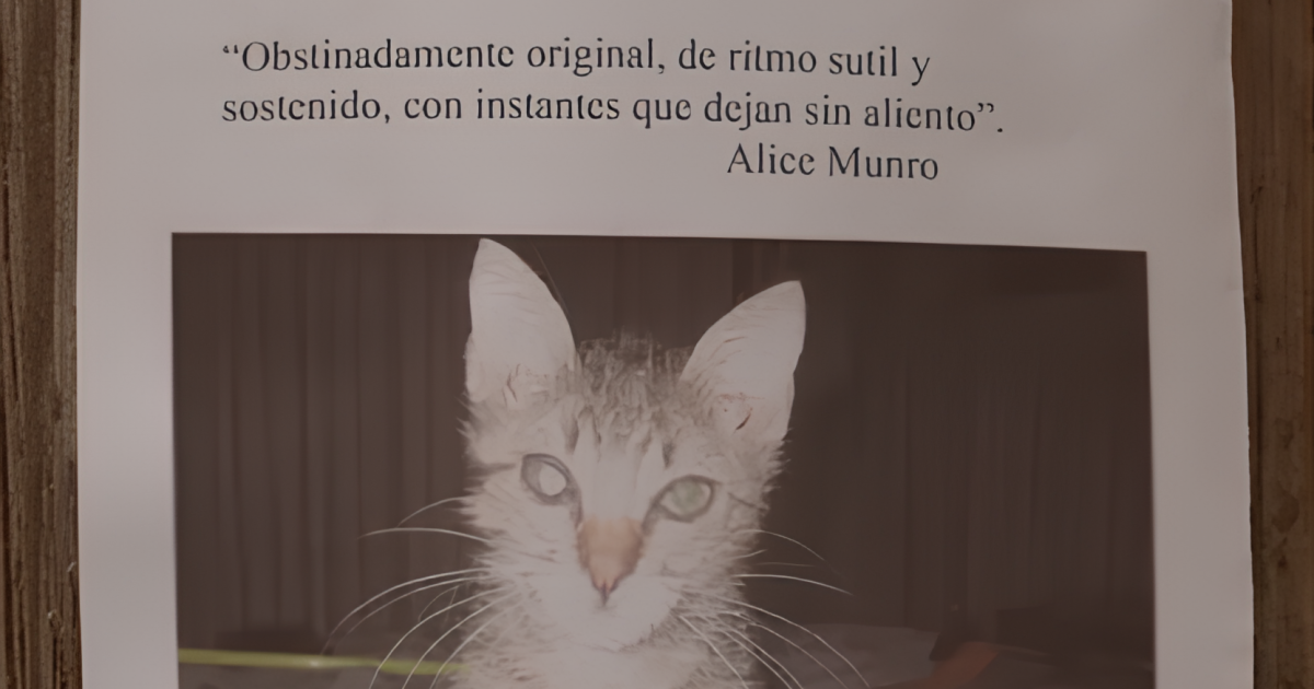 «El gato perdido»: el deslumbrante libro de Mary Gaitskill sobre el amor, la culpa y las ausencias