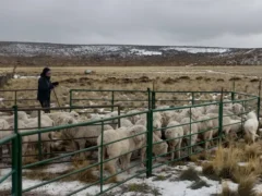 Maquinchao, el corazón lanero de una Patagonia que busca recuperar sus majadas