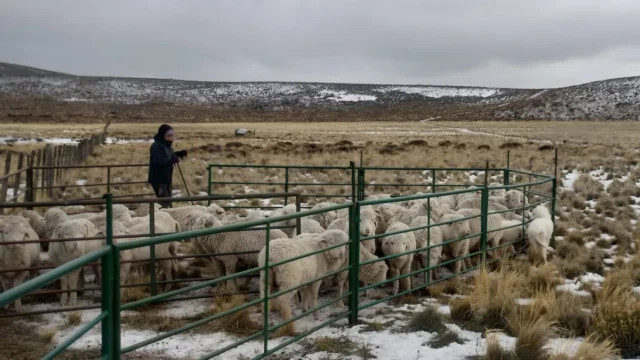 Maquinchao, el corazón lanero de una Patagonia que busca recuperar sus majadas