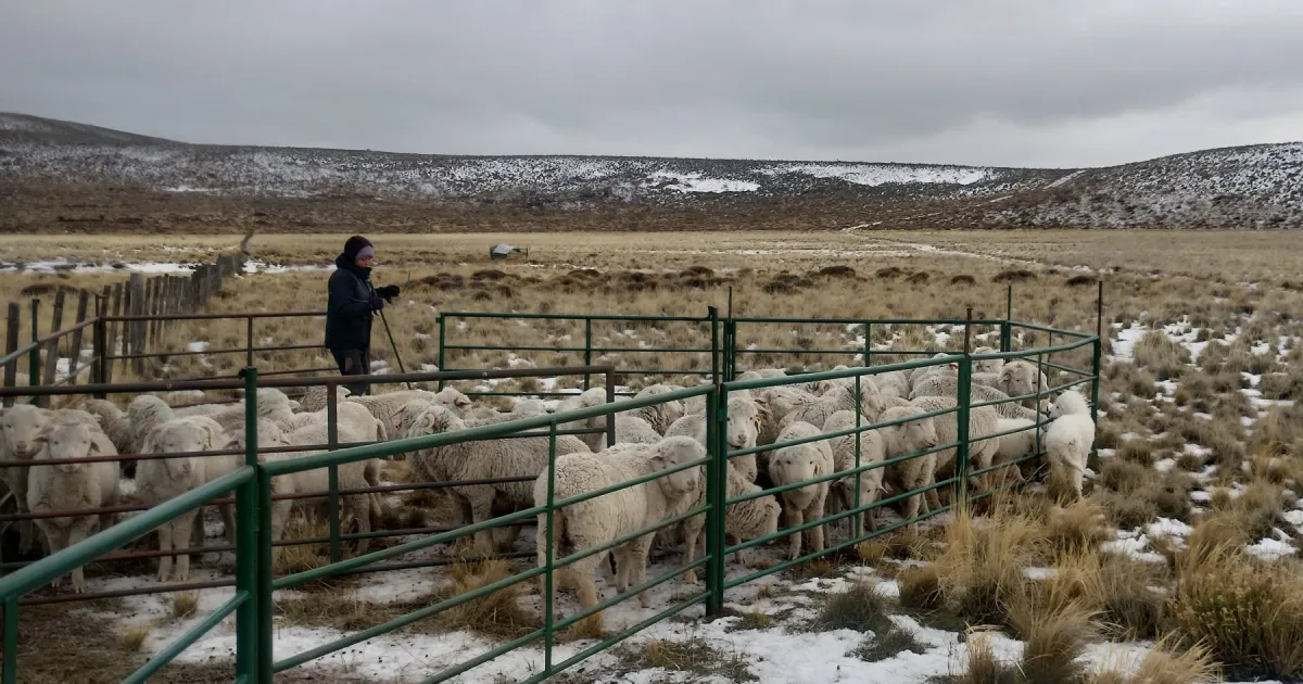 Maquinchao, el corazón lanero de una Patagonia que busca recuperar sus majadas