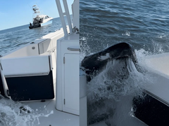 Una ballena jorobada de 36 toneladas chocó contra un barco pesquero en Long Island.