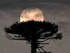 Luna llena de octubre 2026: cuándo es y a qué hora se puede en Argentina la Luna del Cazador