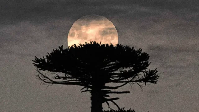 Luna llena de octubre 2026: cuándo es y a qué hora se puede en Argentina la Luna del Cazador