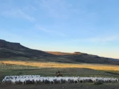 Bonos de carbono en Río Negro: el plan de 60.000 hectáreas de la Región Sur que apunta a 2027