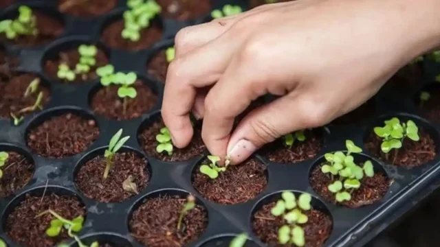 Entregaron 1000 kits de semillas en El Bolsón para fomentar el cultivo a pequeña escala