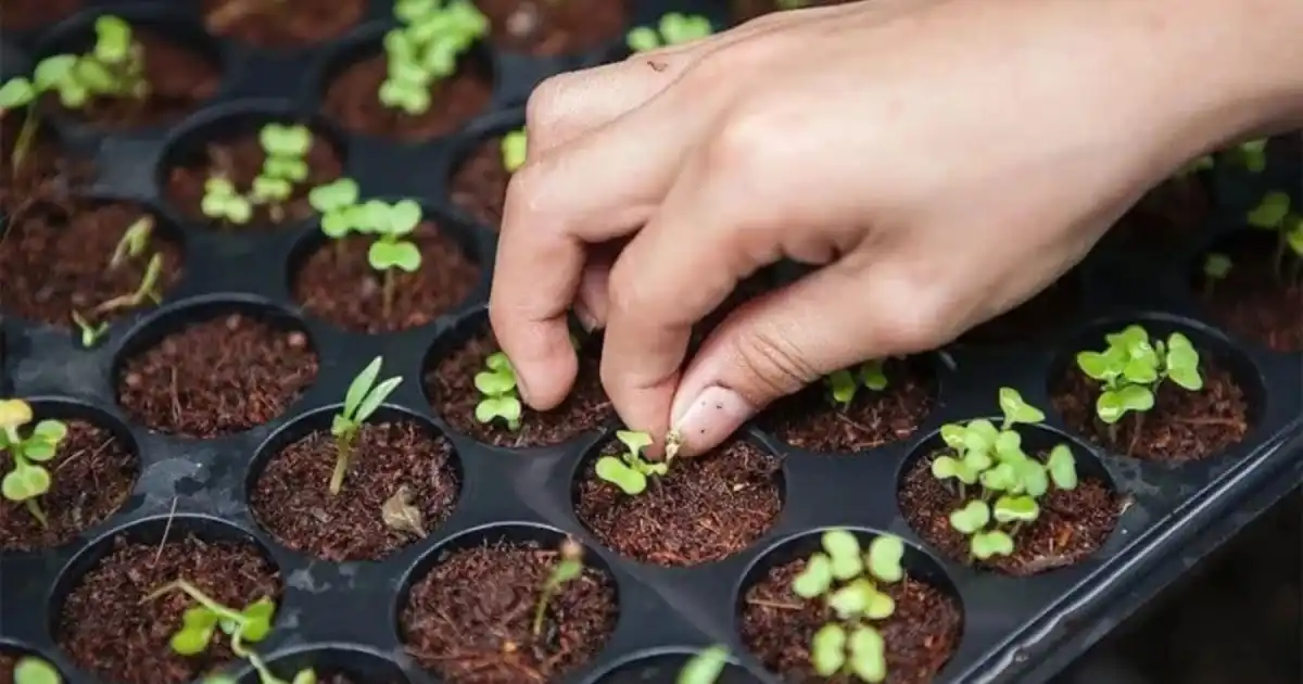 Entregaron 1000 kits de semillas en El Bolsón para fomentar el cultivo a pequeña escala