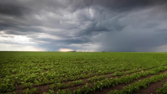 Efecto El Niño en Río Negro: por qué el pronóstico de lluvias extraordinarias ilusiona al campo