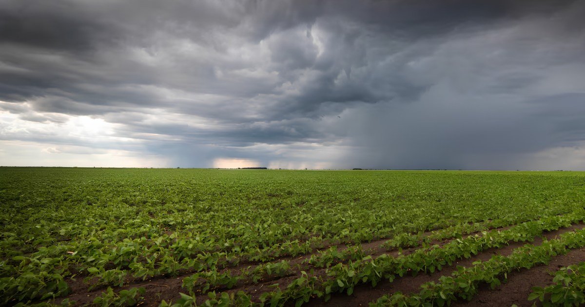 Efecto El Niño en Río Negro: por qué el pronóstico de lluvias extraordinarias ilusiona al campo