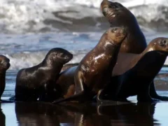 Corredor de los cinco grandes: Río Negro impulsa un área protegida para las especies del Golfo San Matías