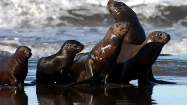 Corredor de los cinco grandes: Río Negro impulsa un área protegida para las especies del Golfo San Matías