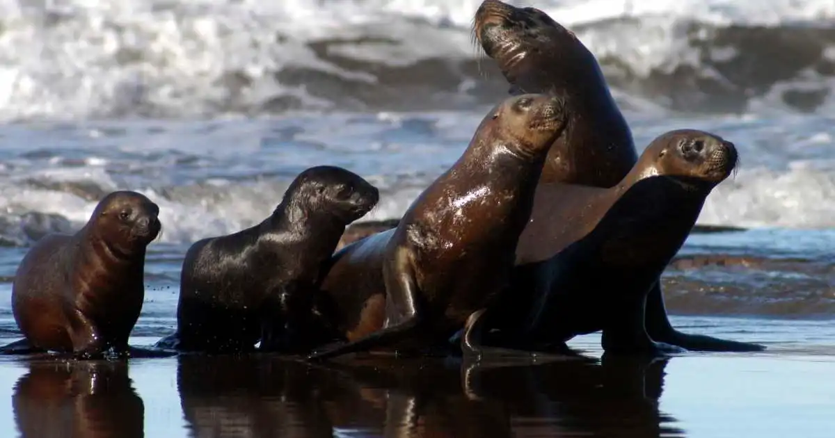 Corredor de los cinco grandes: Río Negro impulsa un área protegida para las especies del Golfo San Matías